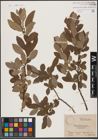 Foto von Salix aurita L. x Salix cinerea L.